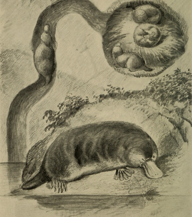 Animal forms; a second book of zoology (1902) (18008987700).jpg