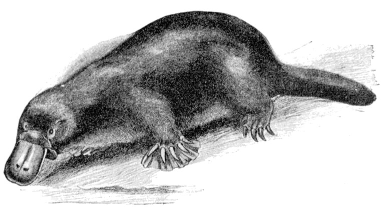 Cambridge Natural History Mammalia Fig 055.jpg