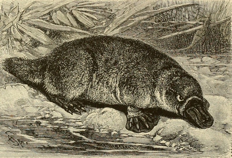 Brehm's Life of animals - a complete natural history for popular home instruction and for the use of schools (1895) (20226780439).jpg