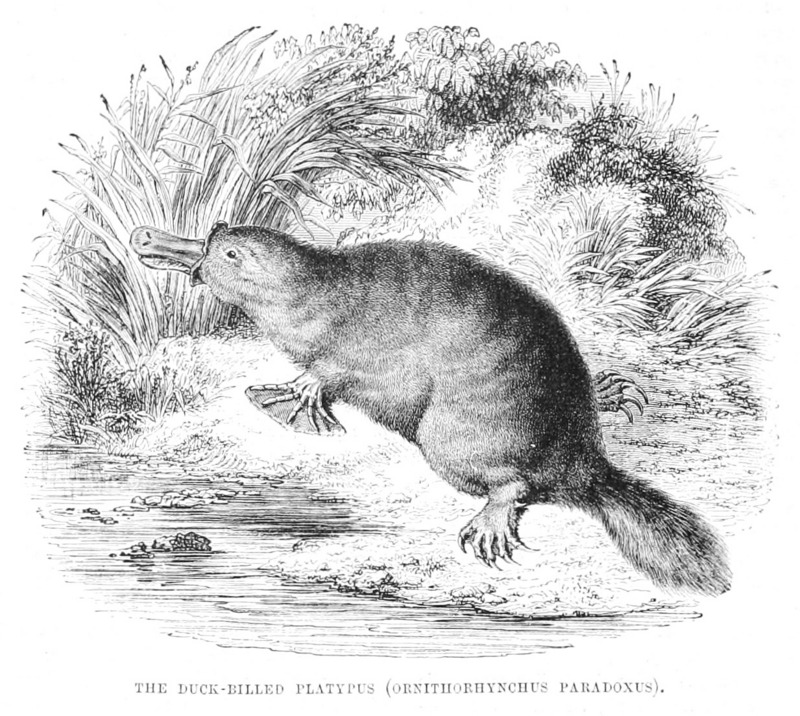 Duck-Billed Platypus 1853.jpg
