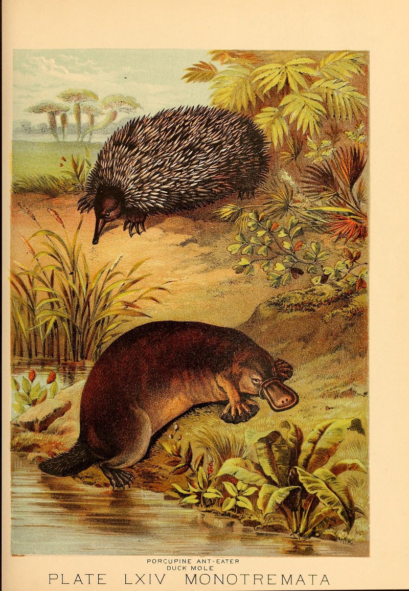 Johnson's household book of nature (Plate LXIV) (7268710608).jpg