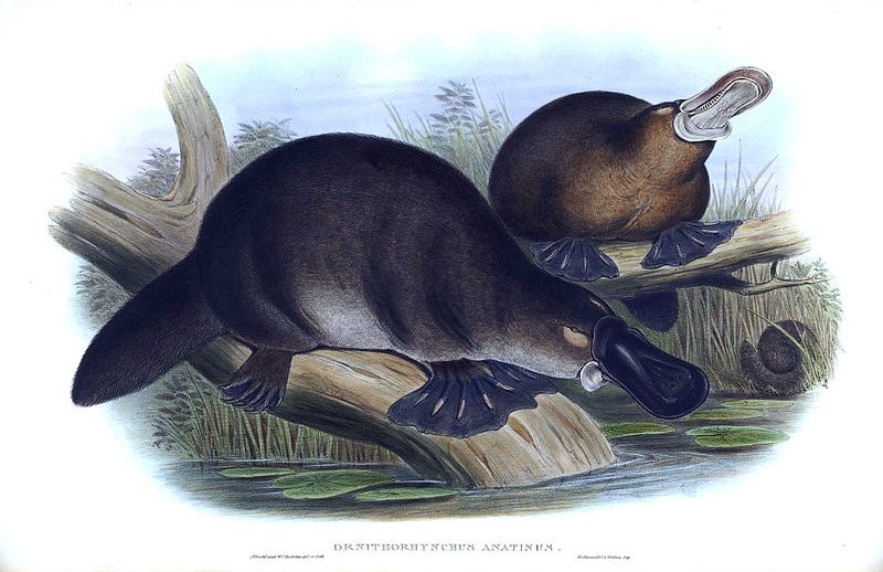 Gould John Duckbilled Platypus 1845-1863.png