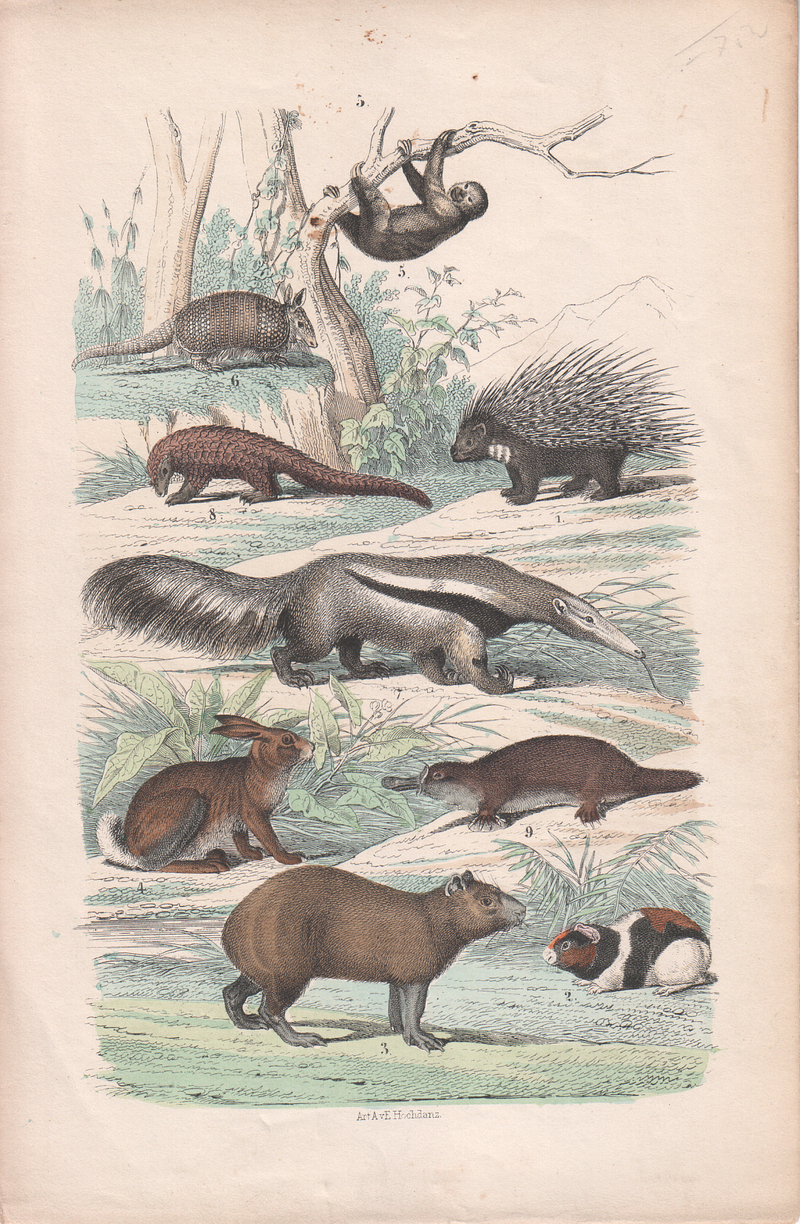 Mammals - Säugetiere, Emil Hochdanz (5).jpg