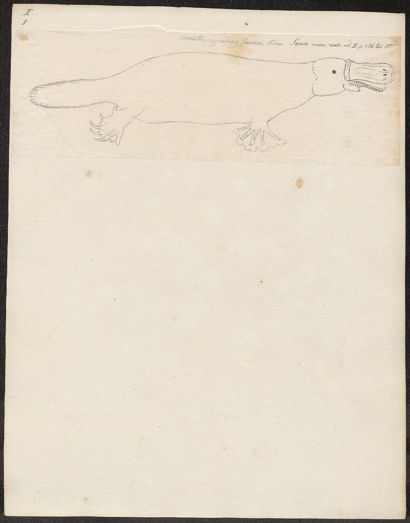 Ornithorhynchus fuscus - 1700-1880 - Print - Iconographia Zoologica - Special Collections University of Amsterdam - UBA01 IZ20300174.jpg