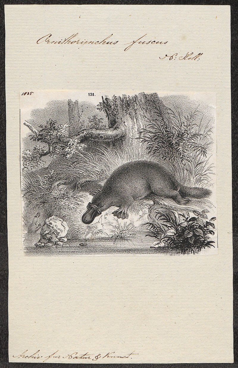 Ornithorhynchus fuscus - 1700-1880 - Print - Iconographia Zoologica - Special Collections University of Amsterdam - UBA01 IZ20300176.jpg