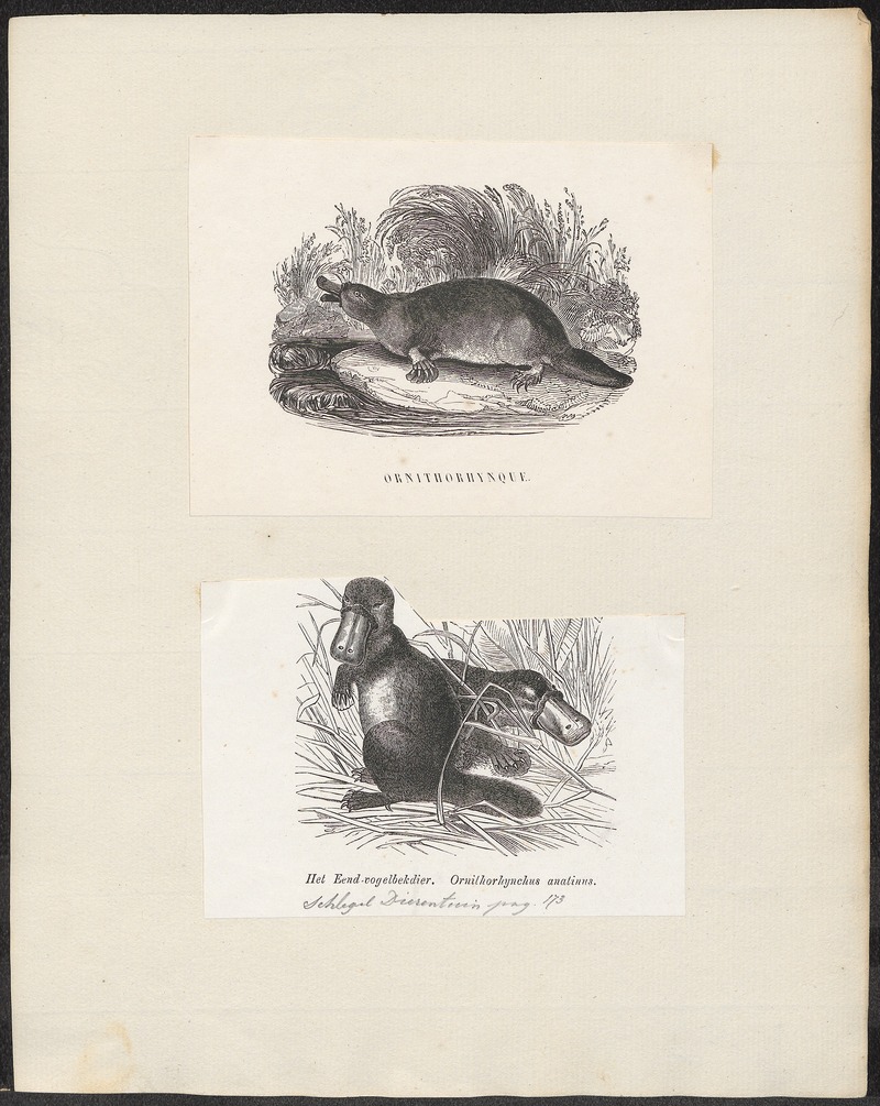 Ornithorhynchus paradoxus - 1700-1880 - Print - Iconographia Zoologica - Special Collections University of Amsterdam - UBA01 IZ20300172.jpg