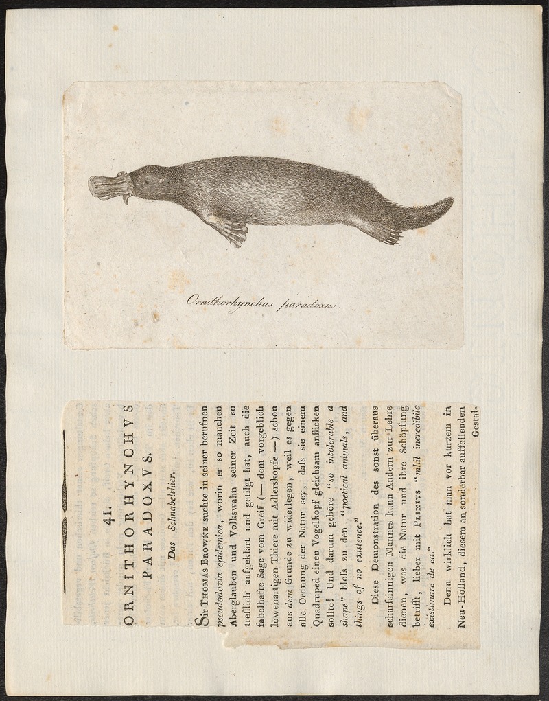 Ornithorhynchus paradoxus - 1700-1880 - Print - Iconographia Zoologica - Special Collections University of Amsterdam - UBA01 IZ20300182.jpg