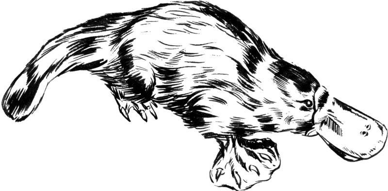Platypus 3 (PSF).png