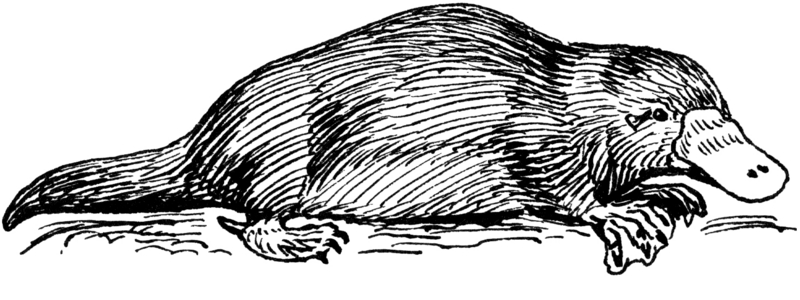 Platypus 2 (PSF).png