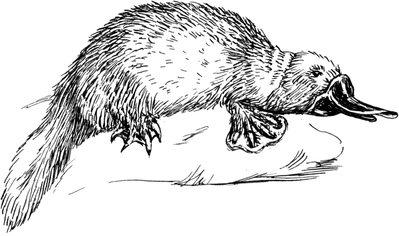 Platypus 1 (PSF).png