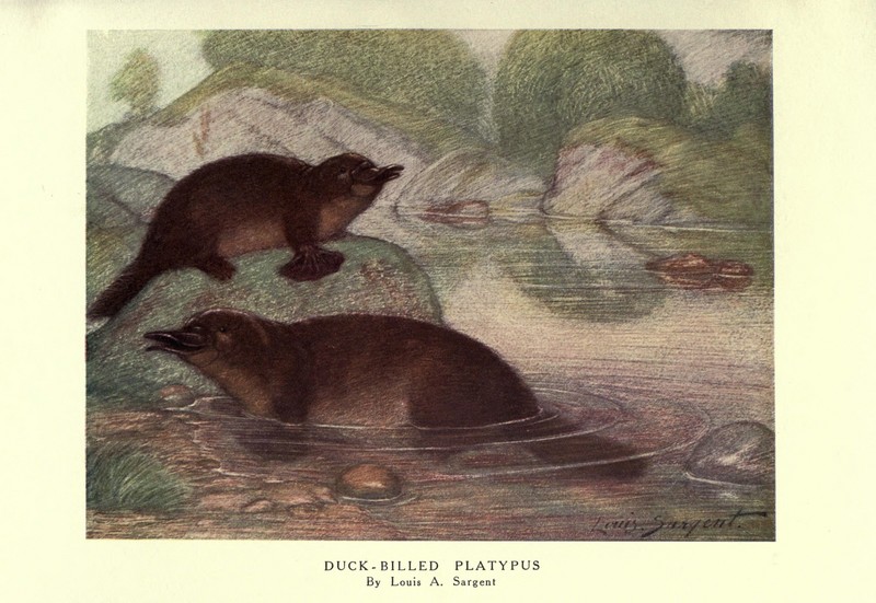 The wild beasts of the world (Plate 46) (8116065976).jpg