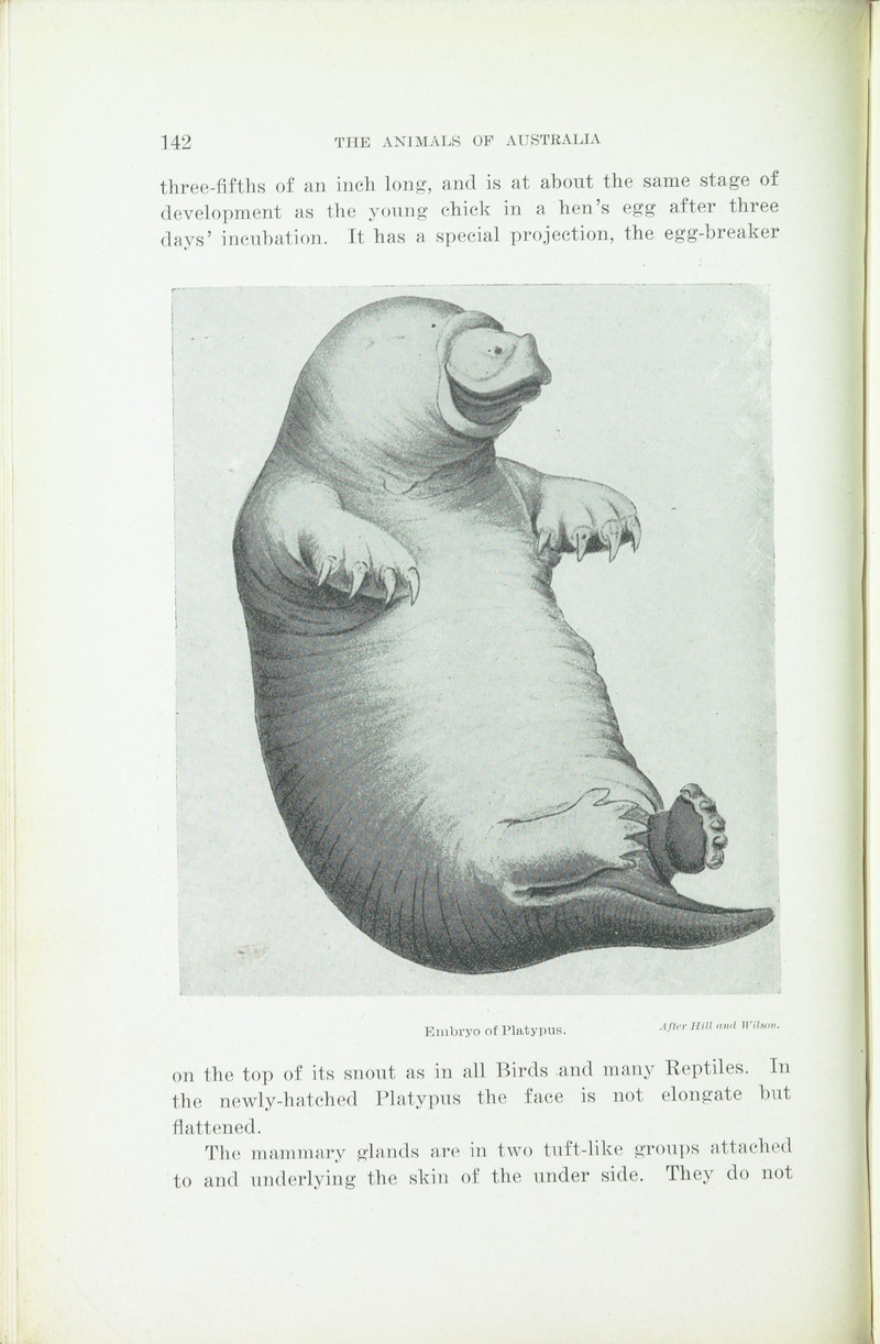 The animals of Australia - animals, reptiles and amphibians (1909) (18194999562).jpg