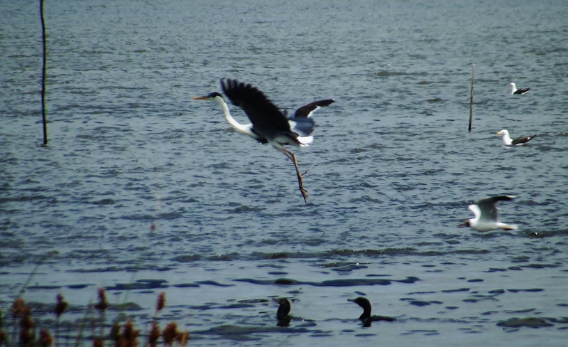 Garsa en laguna de rocha - cocoi heron (Ardea cocoi).jpg