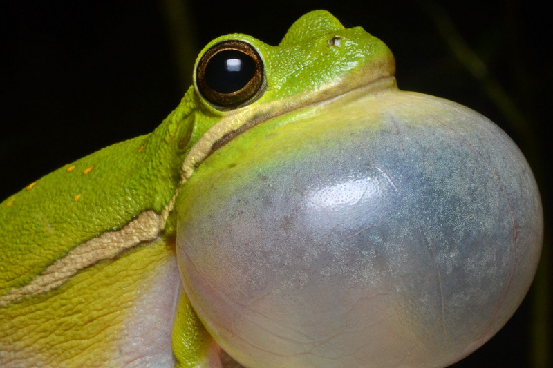 Flickr - ggallice - Green tree frog - American green treefrog (Hyla cinerea).jpg