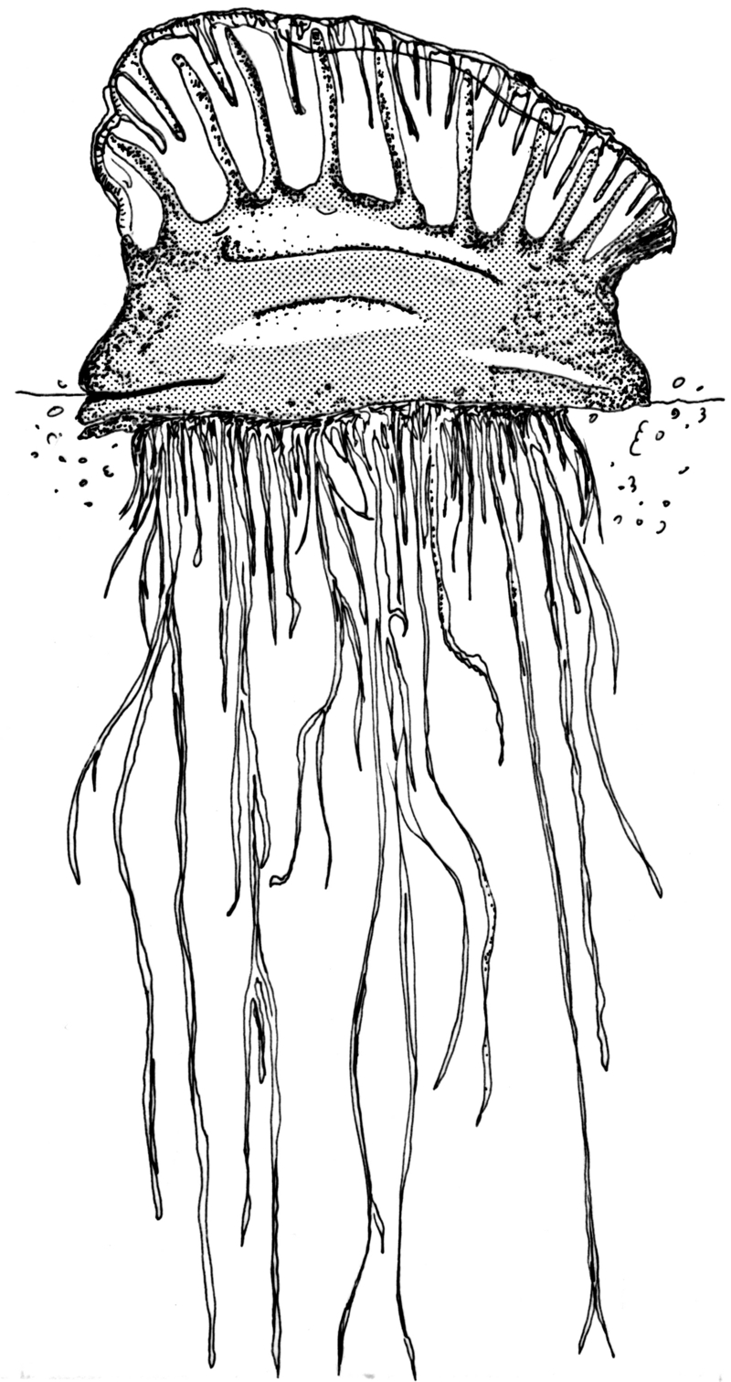 Portuguese man-of-war (PSF).png