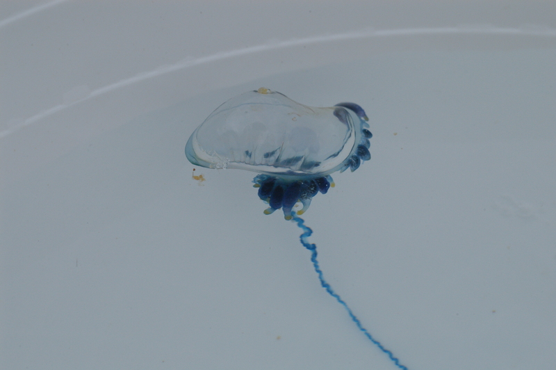 Bluebottle at MacMasters Beach (6788354227) - Indo-Pacific Portuguese Man-of-War (Physalia utriculus).jpg