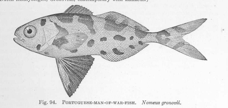 FMIB 51424 Portuguese-Man-of-War-Fish Nomeus gronovii.jpeg
