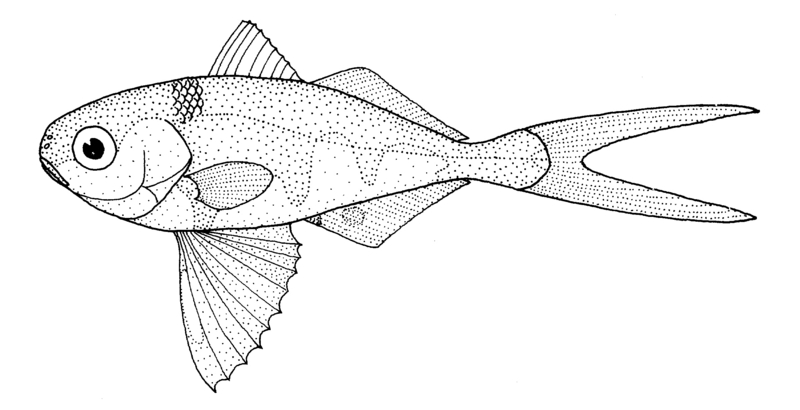 Nomeus gronovii (Man-of-war fish).gif