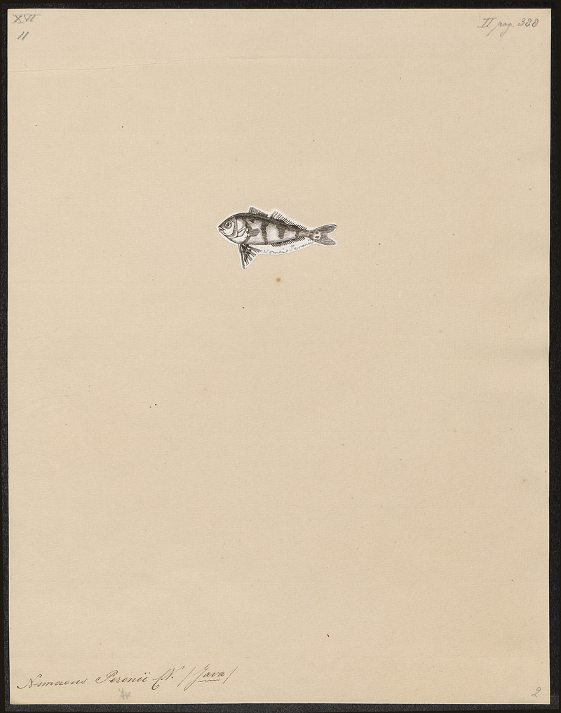 Nomaeus peronii - 1700-1880 - Print - Iconographia Zoologica - Special Collections University of Amsterdam - UBA01 IZ13500269.jpg