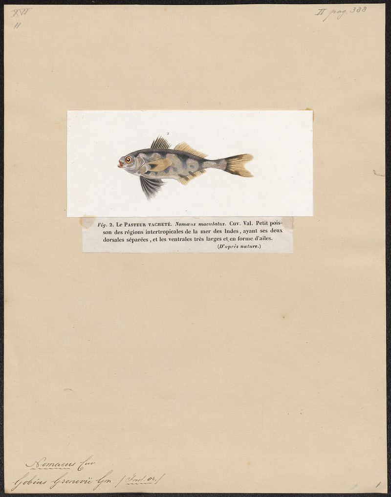 Nomeus gronovii - 1700-1880 - Print - Iconographia Zoologica - Special Collections University of Amsterdam - UBA01 IZ13500267.jpg