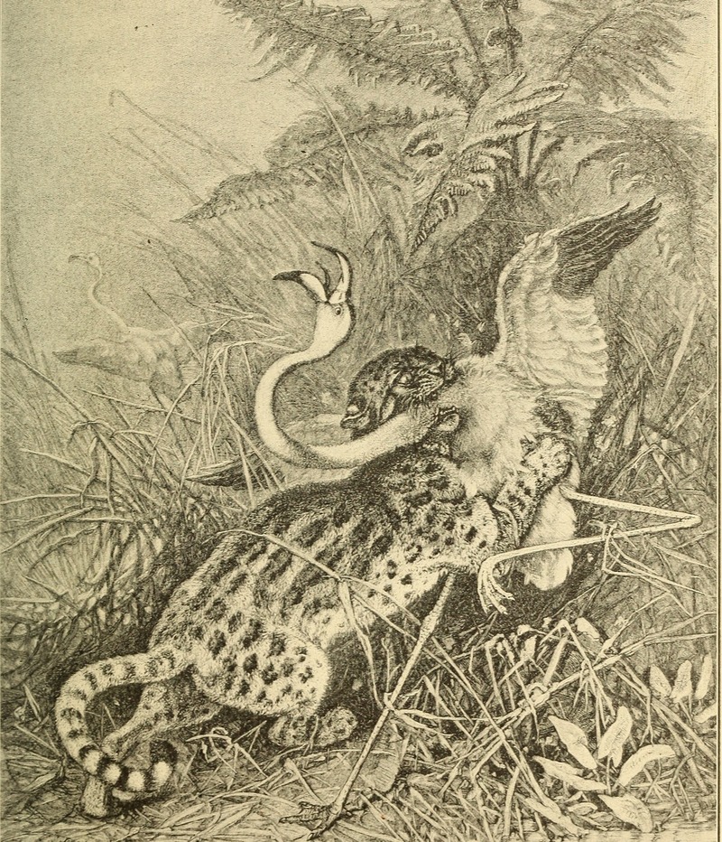 Animals in action; studies and stories of beasts, birds and reptiles; their habits, their homes and their peculiarities (1901) (14568992587).jpg