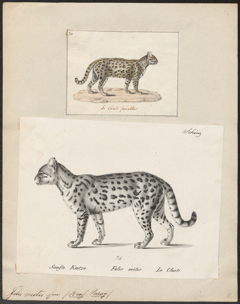 Felis mitis - 1700-1880 - Print - Iconographia Zoologica - Special Collections University of Amsterdam - UBA01 IZ22100184.jpg