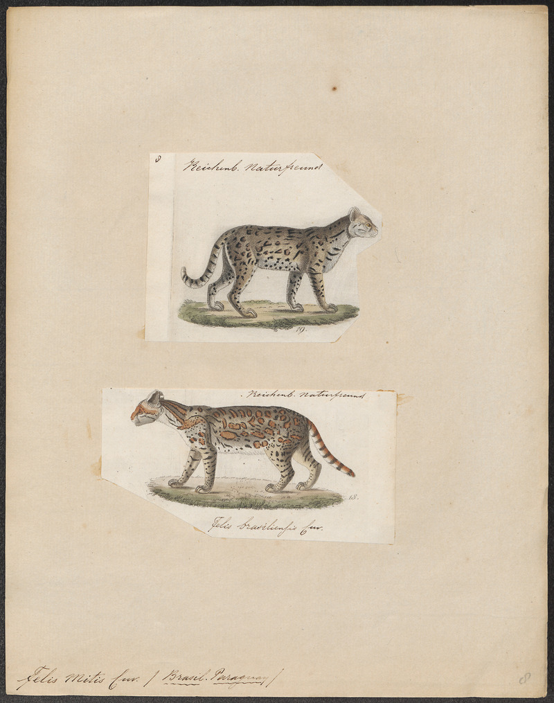Felis mitis - 1700-1880 - Print - Iconographia Zoologica - Special Collections University of Amsterdam - UBA01 IZ22100190.jpg