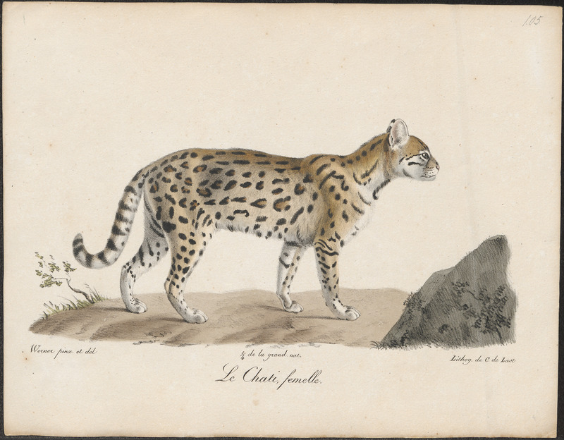 Felis mitis - 1818-1842 - Print - Iconographia Zoologica - Special Collections University of Amsterdam - UBA01 IZ22100250.jpg