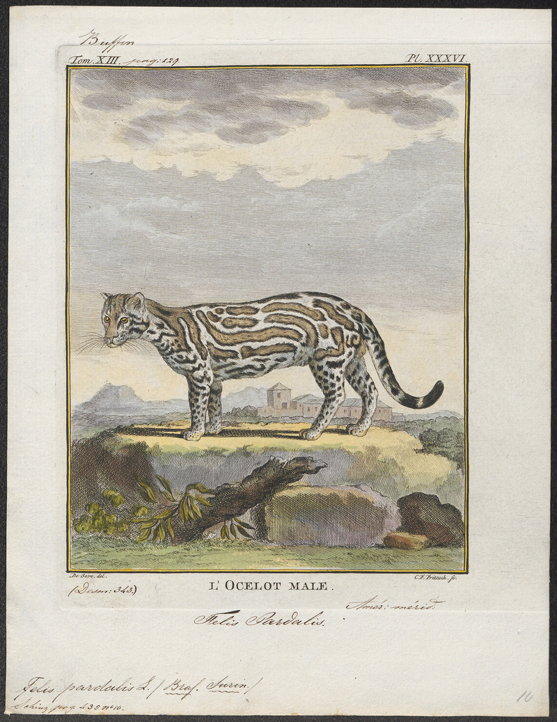 Felis pardalis - 1700-1880 - Print - Iconographia Zoologica - Special Collections University of Amsterdam - UBA01 IZ22100194.jpg