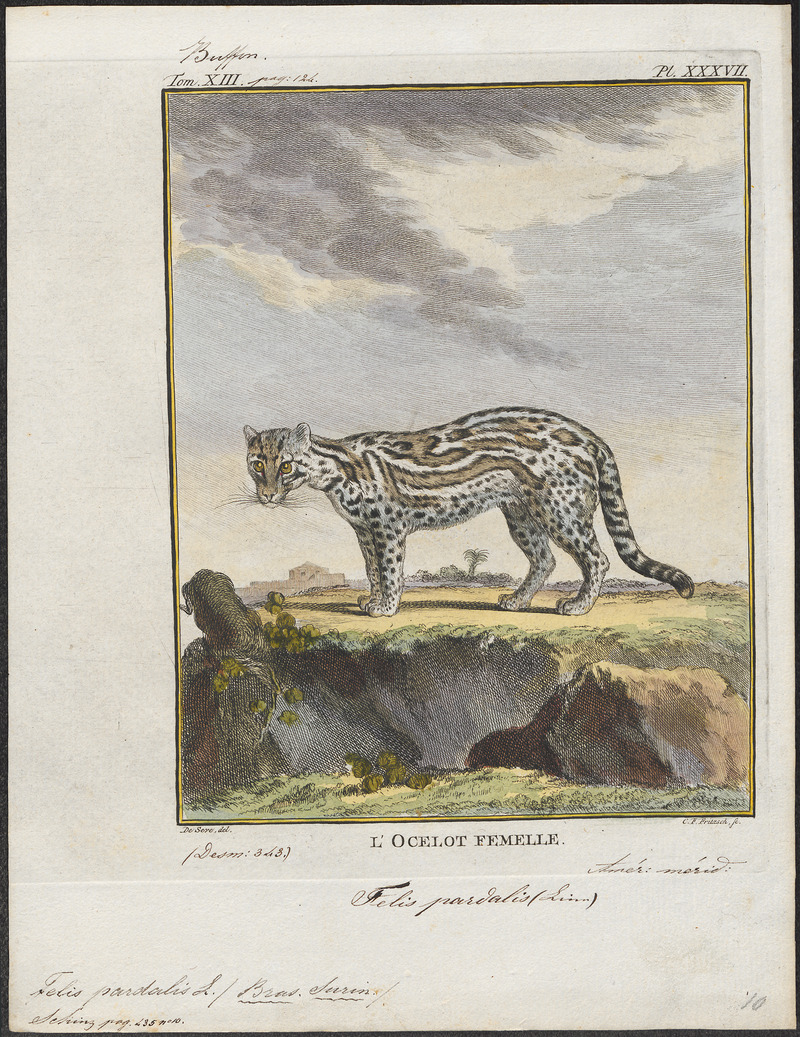 Felis pardalis - 1700-1880 - Print - Iconographia Zoologica - Special Collections University of Amsterdam - UBA01 IZ22100196.jpg