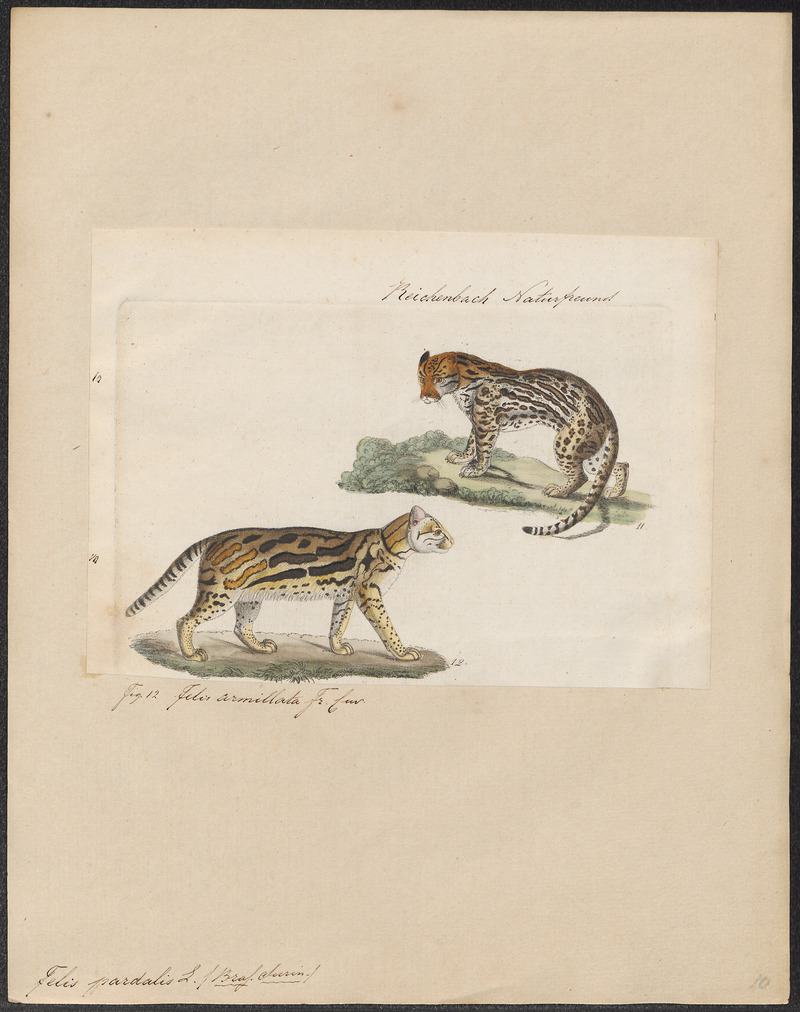 Felis pardalis - 1834 - Print - Iconographia Zoologica - Special Collections University of Amsterdam - UBA01 IZ22100198.jpg