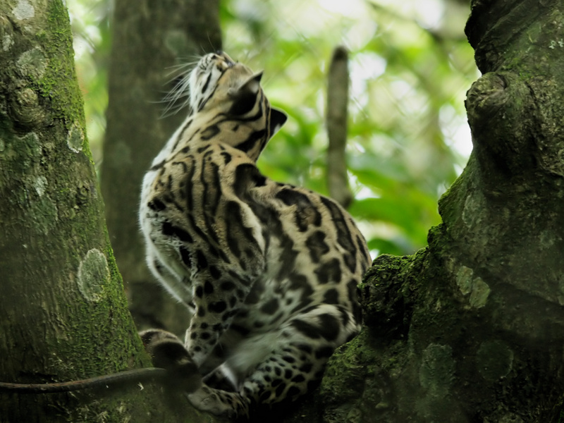 Leopardus pardalis.jpg