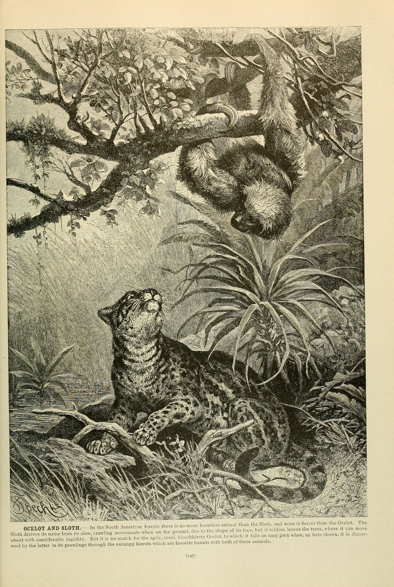 Brehm's Life of animals (Page 127) (6220677340).jpg