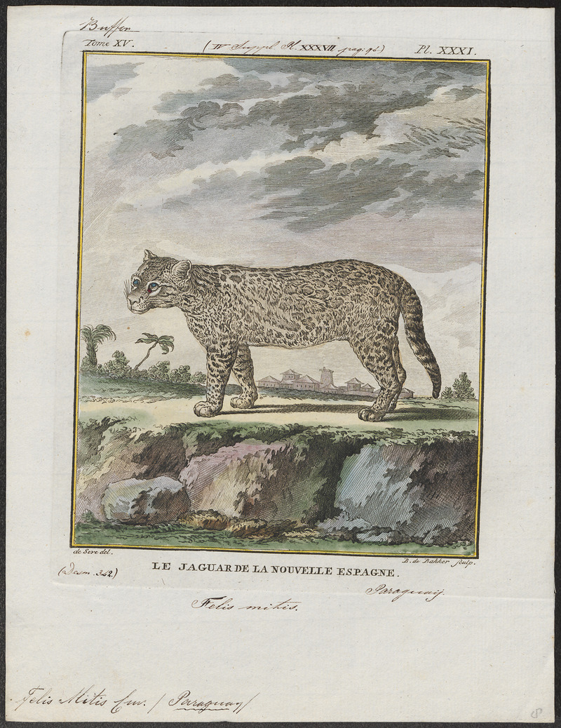 Felis mitis - 1700-1880 - Print - Iconographia Zoologica - Special Collections University of Amsterdam - UBA01 IZ22100188.jpg