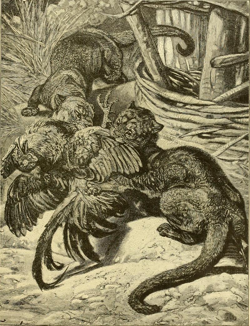 Hunting and trapping stories; a book for boys (1903) (14595845528).jpg