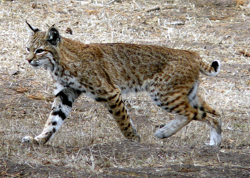 Bobcat photo - bay lynx, bobcat (Lynx rufus).jpg