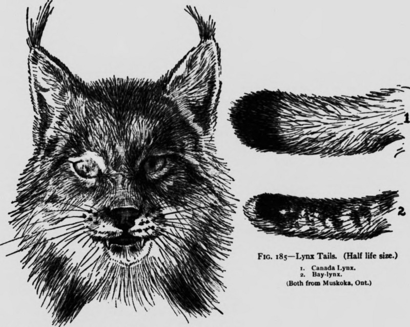 Life-histories of northern animals (microform) - an account of the mammals of Manitoba (1909) (20657288981).jpg