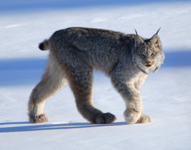 Canadian lynx by Keith Williams - Canada lynx (Lynx canadensis).jpg