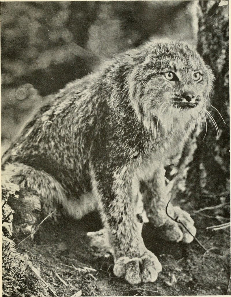 American animals; a popular guide to the mammals of North America north of Mexico, with intimate biographies of the more familiar species (1902) (18111265575).jpg