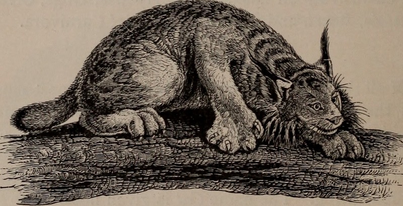 Natural history of animals; (1895) (14802420943).jpg