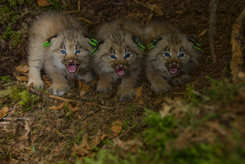 Photo of the Week - Canada Lynx kittens (4700075868).jpg