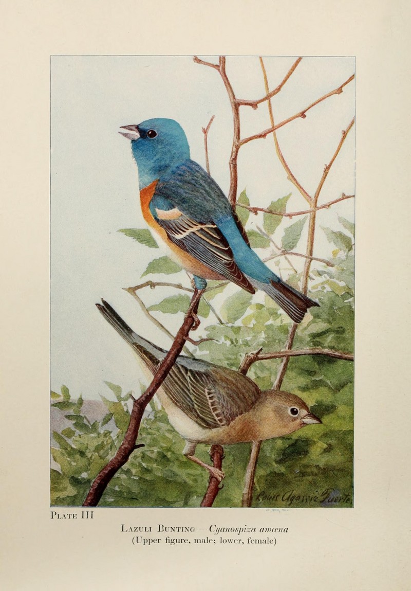 Birds of the Rockies (Plate III) (7250818846).jpg