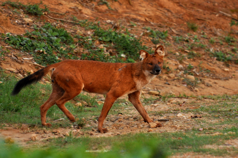Dhole Anamalai 2 - dhole, Asiatic wild dog (Cuon alpinus).JPG
