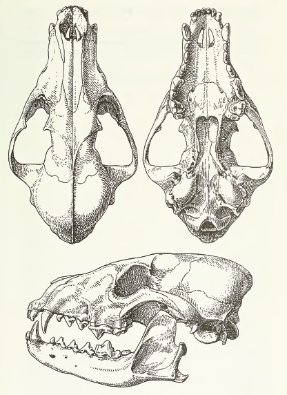 MSU V2P1a - Cuon alpinus skull.png