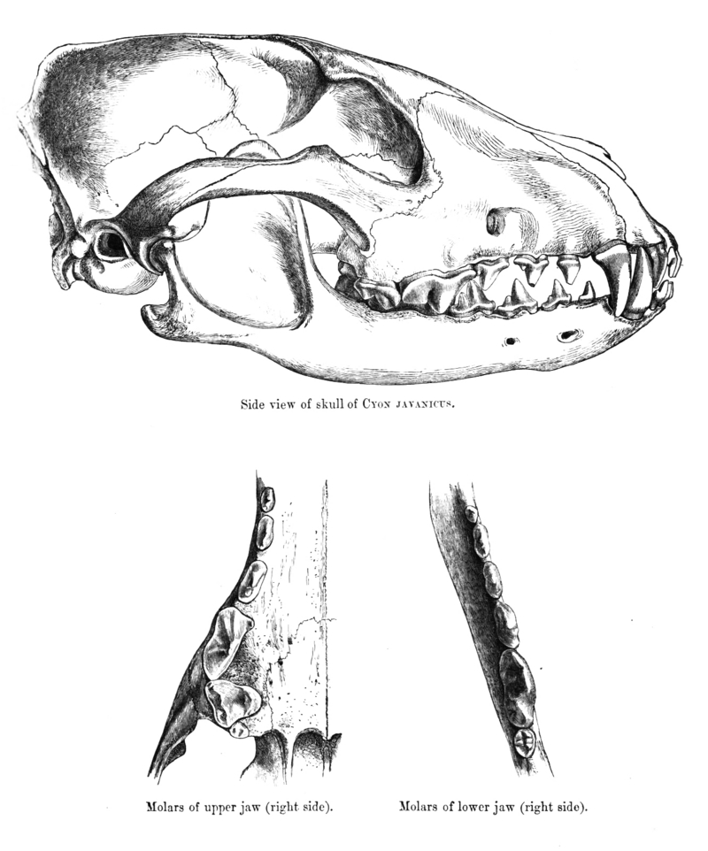 Dhole skull.jpg