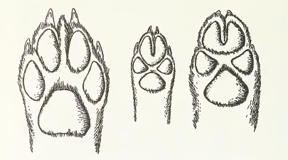 MSU V2P1a - Canis lupus, Canis aureus & Cuon alpinus paws.png