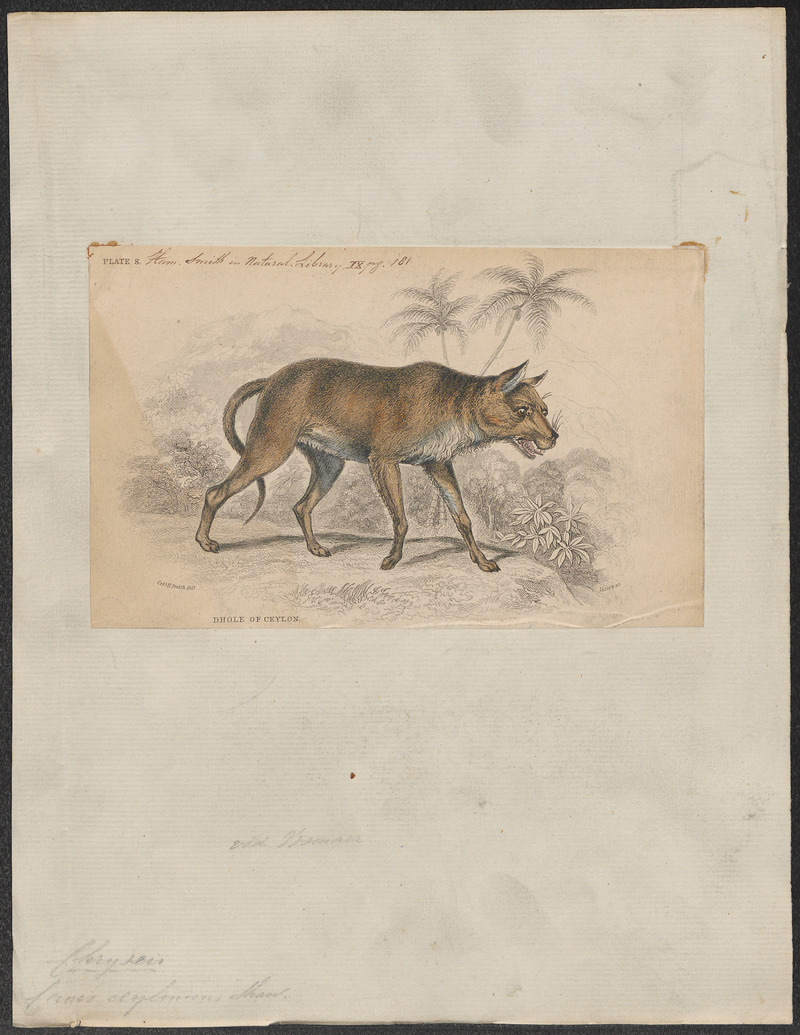 Canis ceylonicus - 1833-1866 - Print - Iconographia Zoologica - Special Collections University of Amsterdam - UBA01 IZ22200113.jpg
