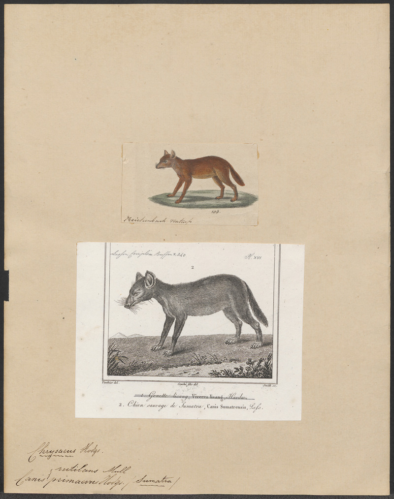 Canis rutilans - 1700-1880 - Print - Iconographia Zoologica - Special Collections University of Amsterdam - UBA01 IZ22200329.jpg