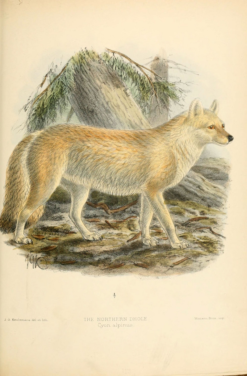 Dogs, jackals, wolves, and foxes (Plate XLII) (5988411036).jpg