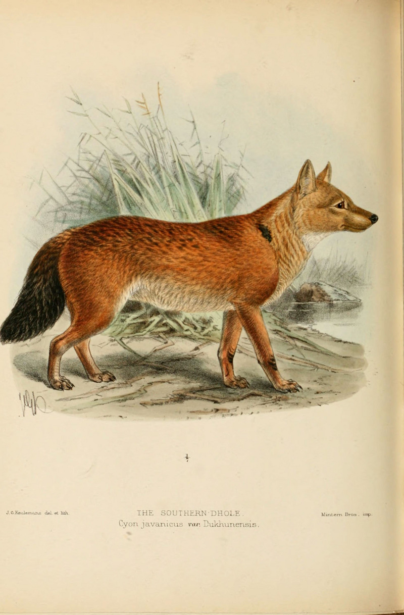 Dogs, jackals, wolves, and foxes (Plate XLI) (5987846905).jpg